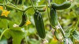 Gurken im Garten