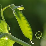 Zuckererbse im Garten