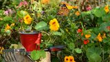 Kapuzinerkresse im Garten