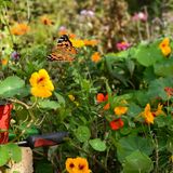 Kapuzinerkresse im Garten