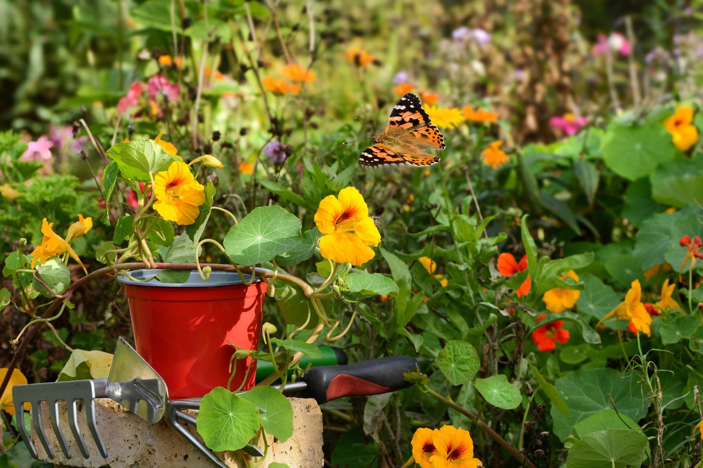 Kapuzinerkresse mit essbaren Blüten Kapuzinerkresse im Garten
