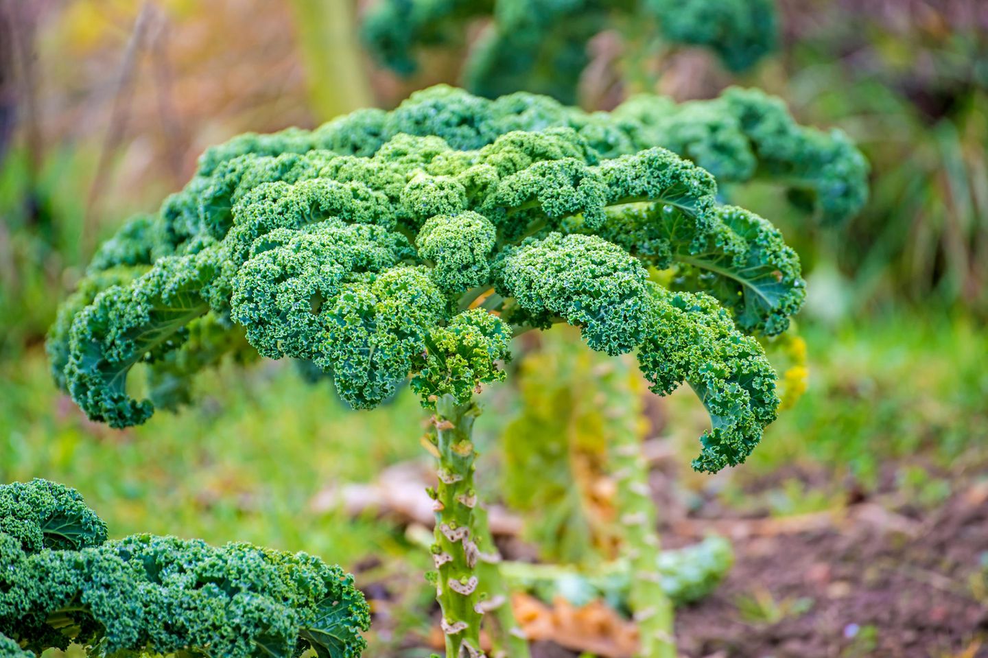 Grünkohl ab Mai vorziehen Grünkohl im Garten