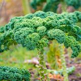 Grünkohl im Garten