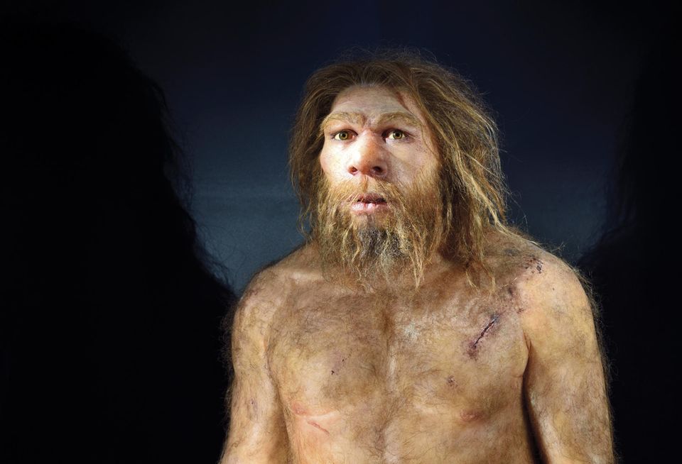 Neanderthaler im Museum