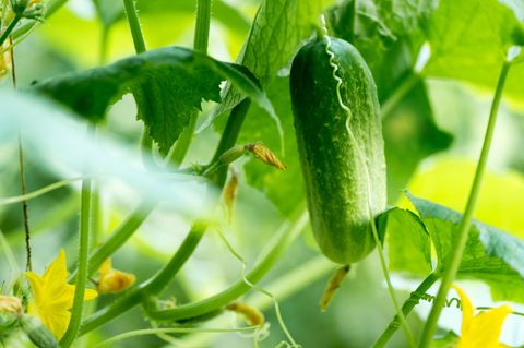 Gurken vorziehen: Grüne Gurken wachsen im Gemüsegarten im Sonnenlicht