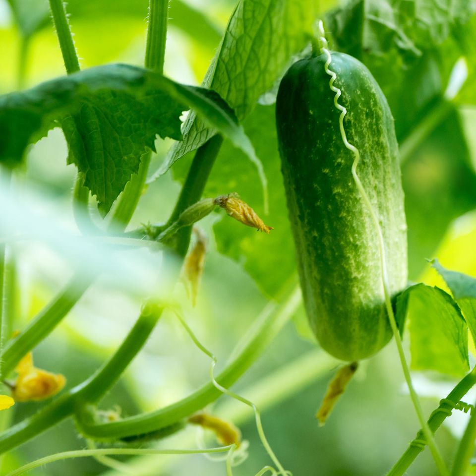 Gurken vorziehen: Grüne Gurken wachsen im Gemüsegarten im Sonnenlicht