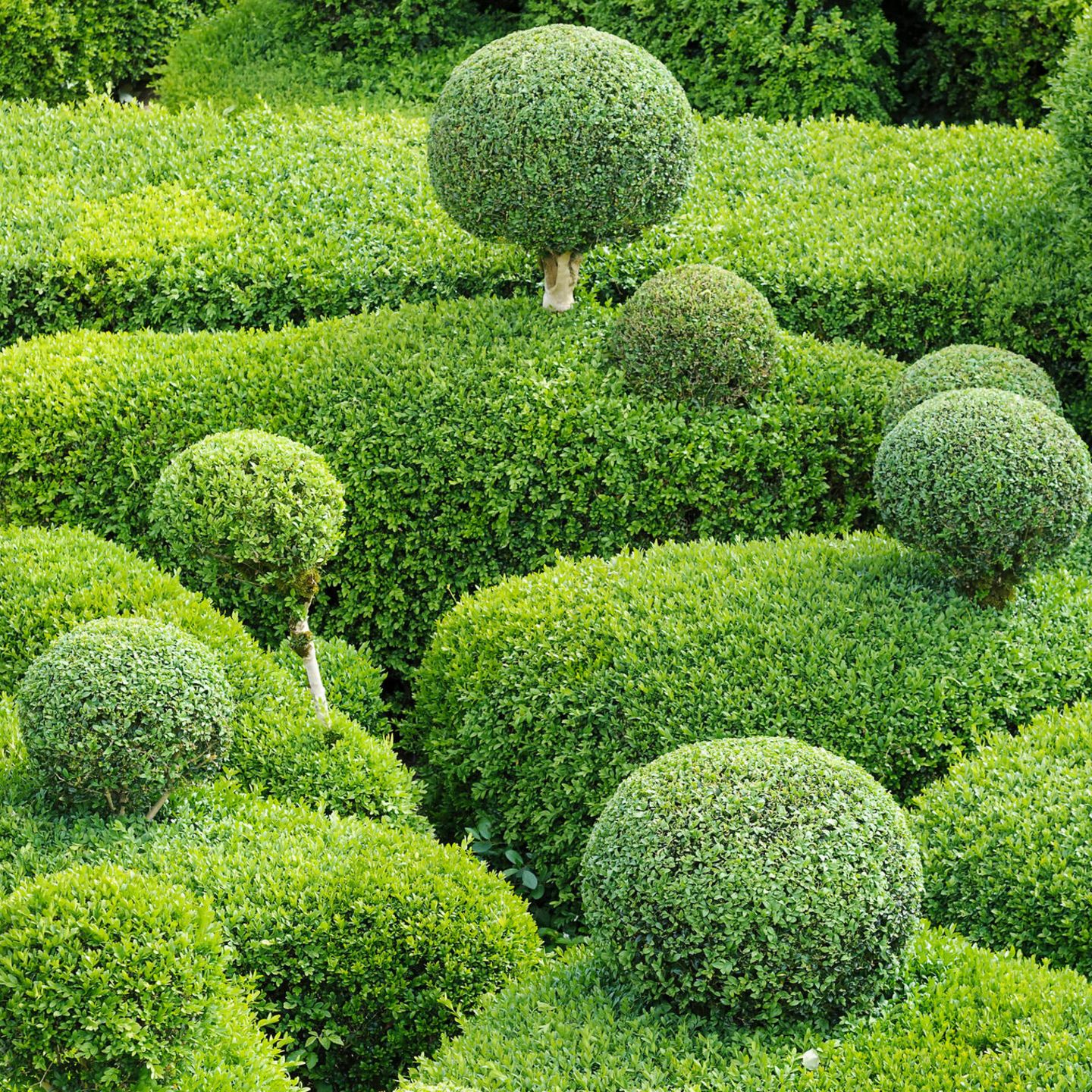 Buchsbaum-Ersatz: 4 Alternativen fr den Garten - [GEO]