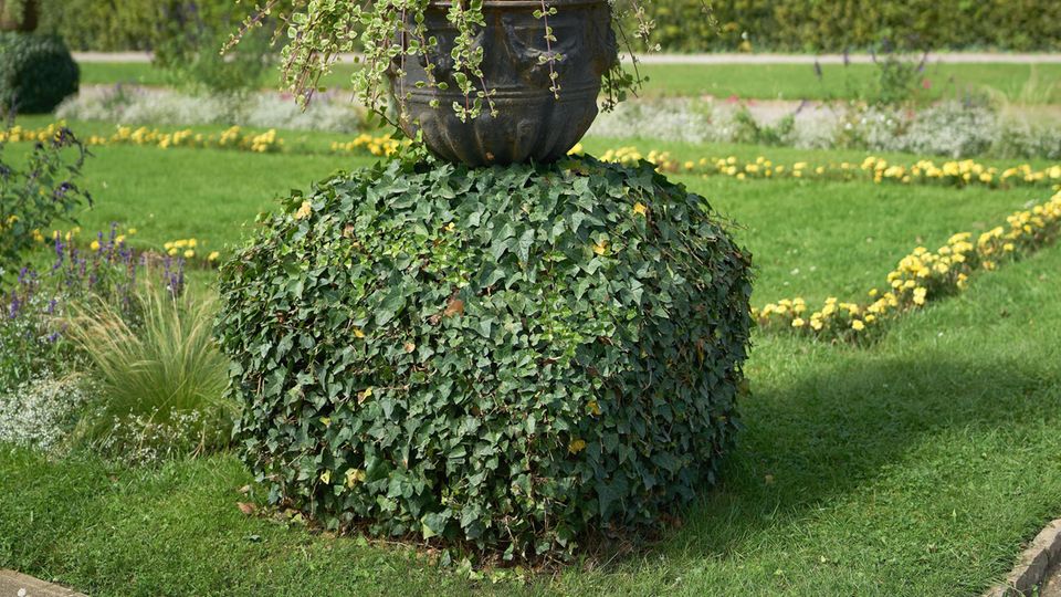 Efeu in einem Park