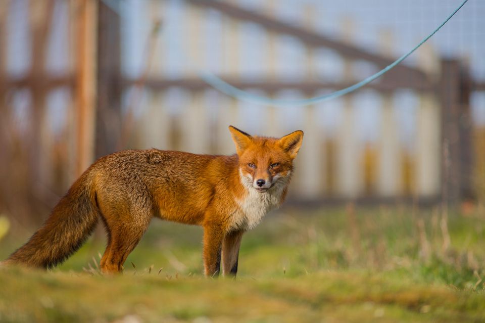 Ein Fuchs vor einem Zaun