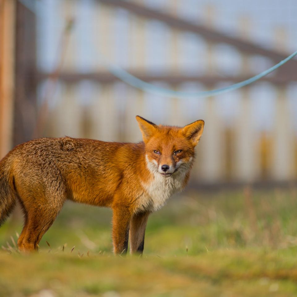 Ein Fuchs vor einem Zaun
