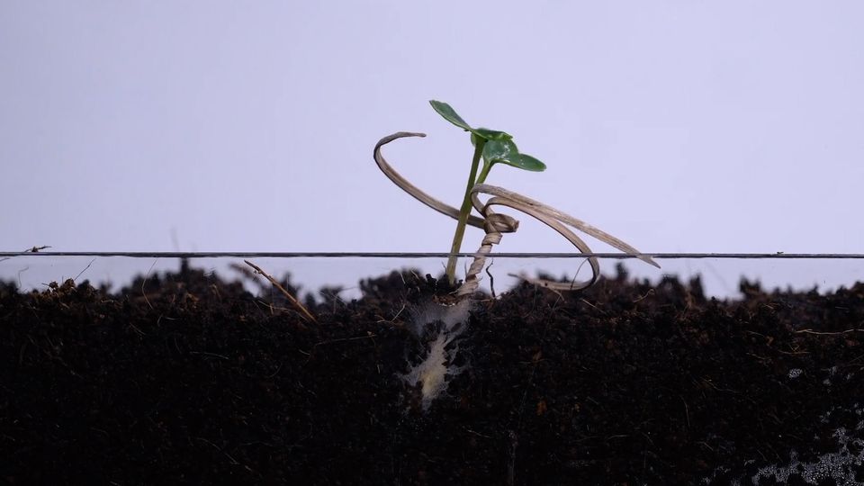 Natur als Vorbild: Dieser Samen aus dem Labor gräbt sich selbst in die Erde