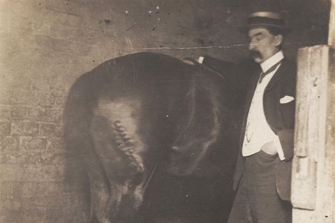 Verletztes Pferd