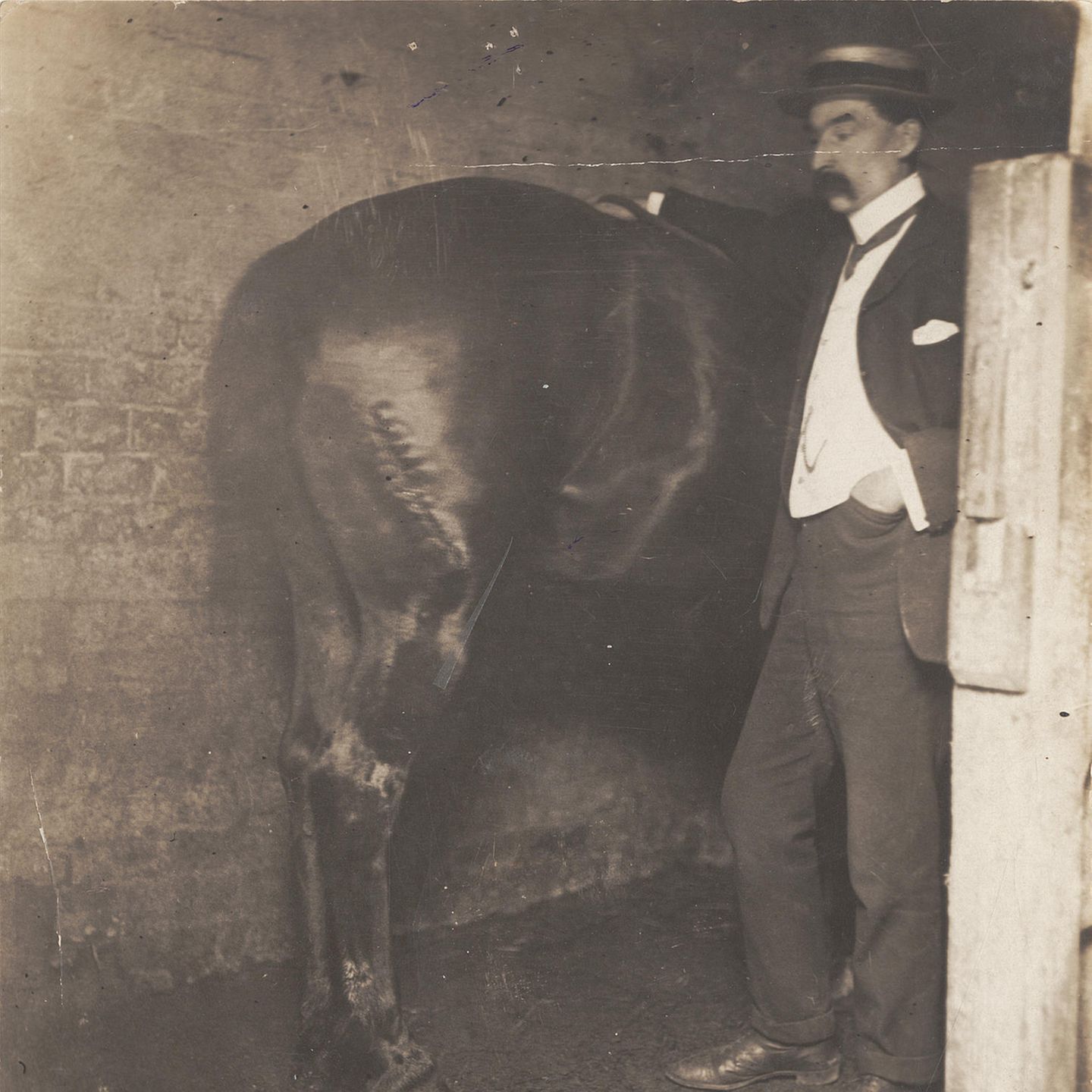 Verletztes Pferd