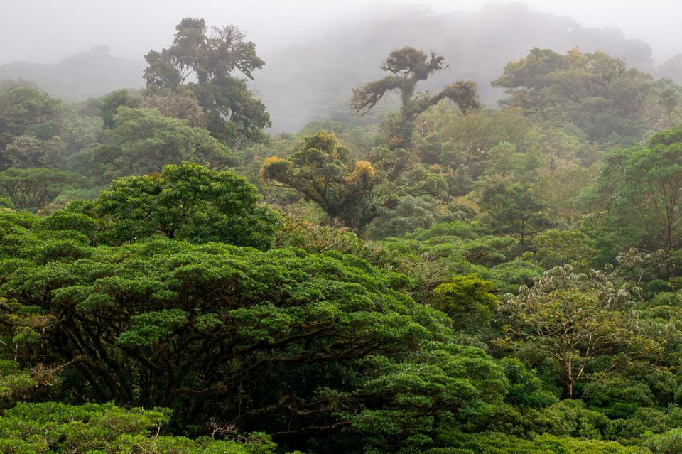 Ein Bäume Reservat in Costa Rica