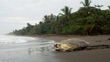 Schildkröte am Strand