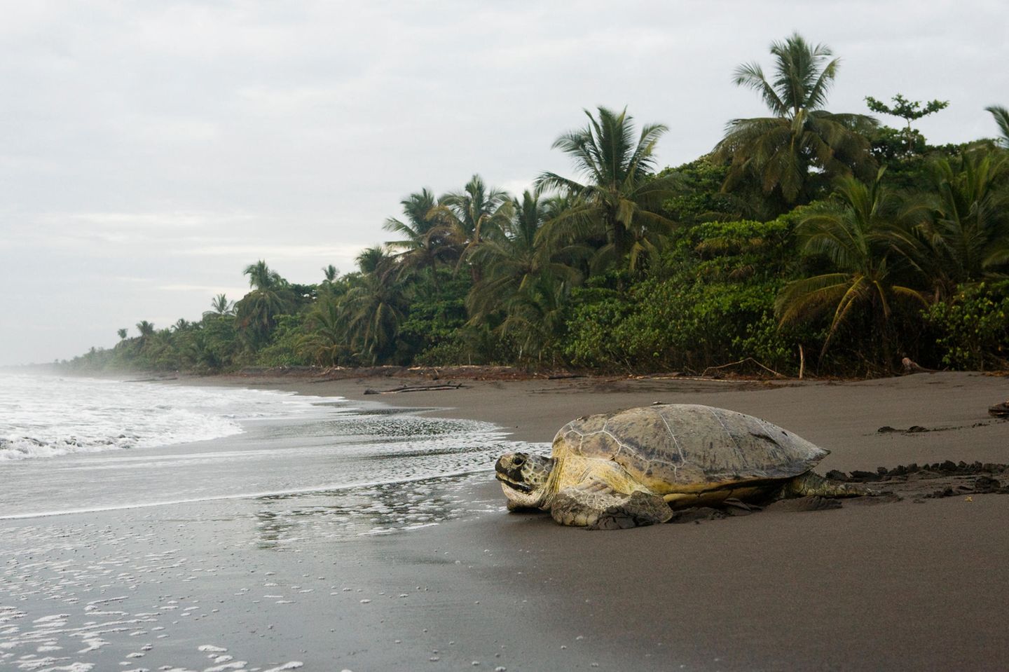 Tortuguero: Sümpfe und nistende Schildkröten Schildkröte am Strand