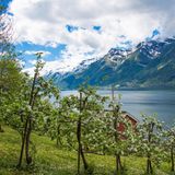 Apfelbäume am Wasser