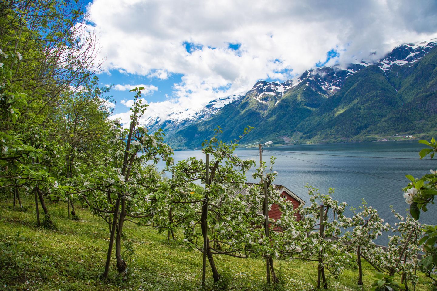 Apfelbäume am Wasser