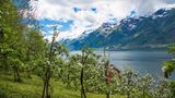 Apfelbäume am Wasser