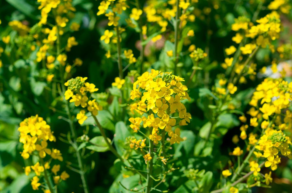 gelb blühende Kohlblüten