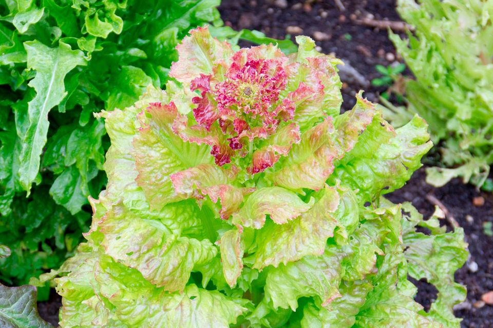 blühende rot-grüne Salatpflanze