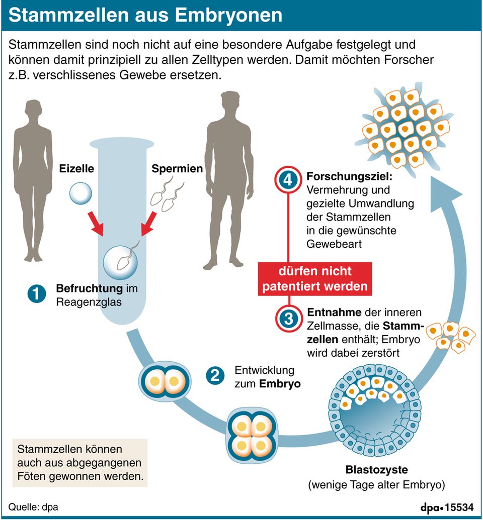 Prinzip der Gewinnung von Stammzellen aus Embryonen Prinzip der Gewinnung von Stammzellen aus Embryonen