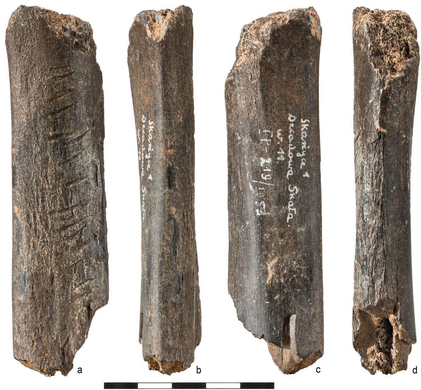 10,6 Zentimeter misst der geritzte Bärenknochen, der 1953 in der Höhle Dziadowa Skała in Südpolen gefunden wurde