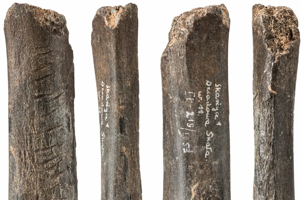 10,6 Zentimeter misst der geritzte Bärenknochen, der 1953 in der Höhle Dziadowa Skała in Südpolen gefunden wurde