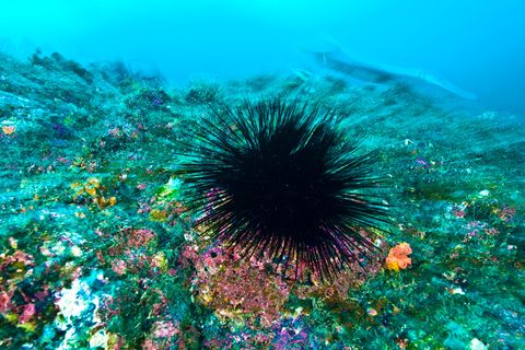The underwater world of the Cocos Islands, sea urchin, Cocos Island National Park