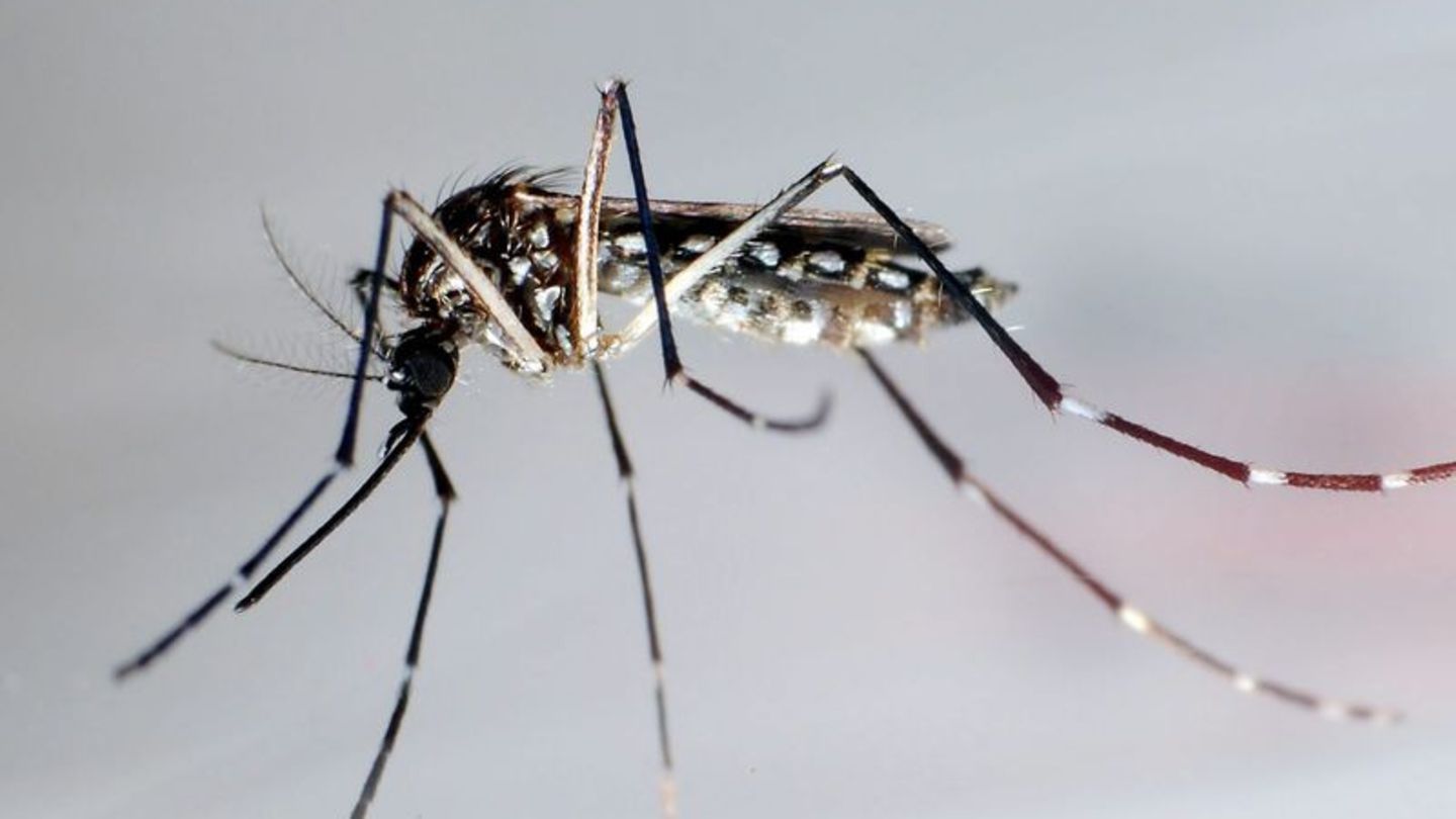 Stechmücke der Art "Aedes aegypti" - auch "Stegomyia aegypti"