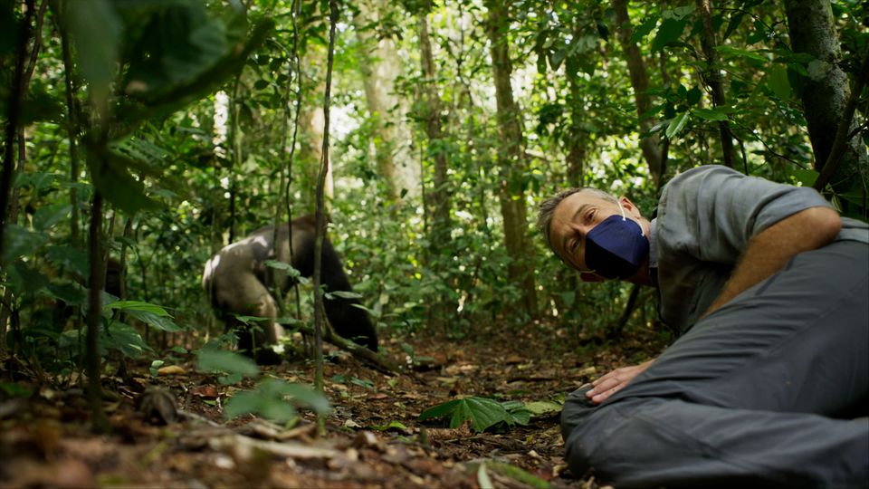 Zentralafrikanische Republik: Dirk Steffens über den Tod eines Gorillas - und die Hoffnung, die er daraus schöpft
