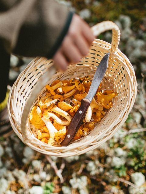 Pilzkorb mit Pfifferlingen