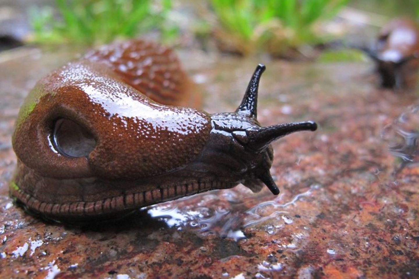 Die Spanische Wegschnecke kommt vielerorts vor - ausgerechnet in Spanien aber nur ganz vereinzelt. Foto: Karl-Josef Hildenbrand/