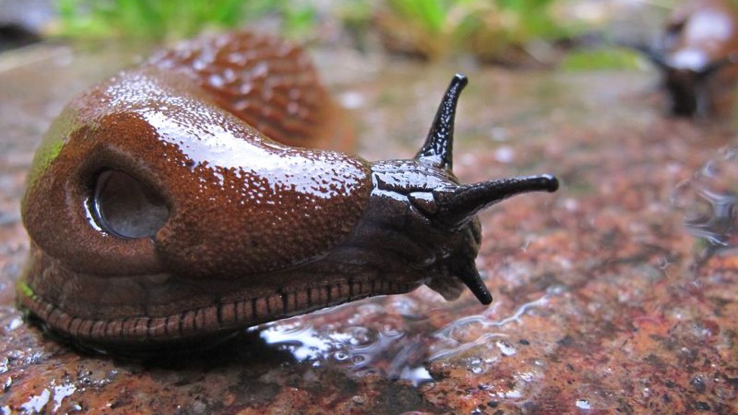 Die Spanische Wegschnecke kommt vielerorts vor - ausgerechnet in Spanien aber nur ganz vereinzelt. Foto: Karl-Josef Hildenbrand/