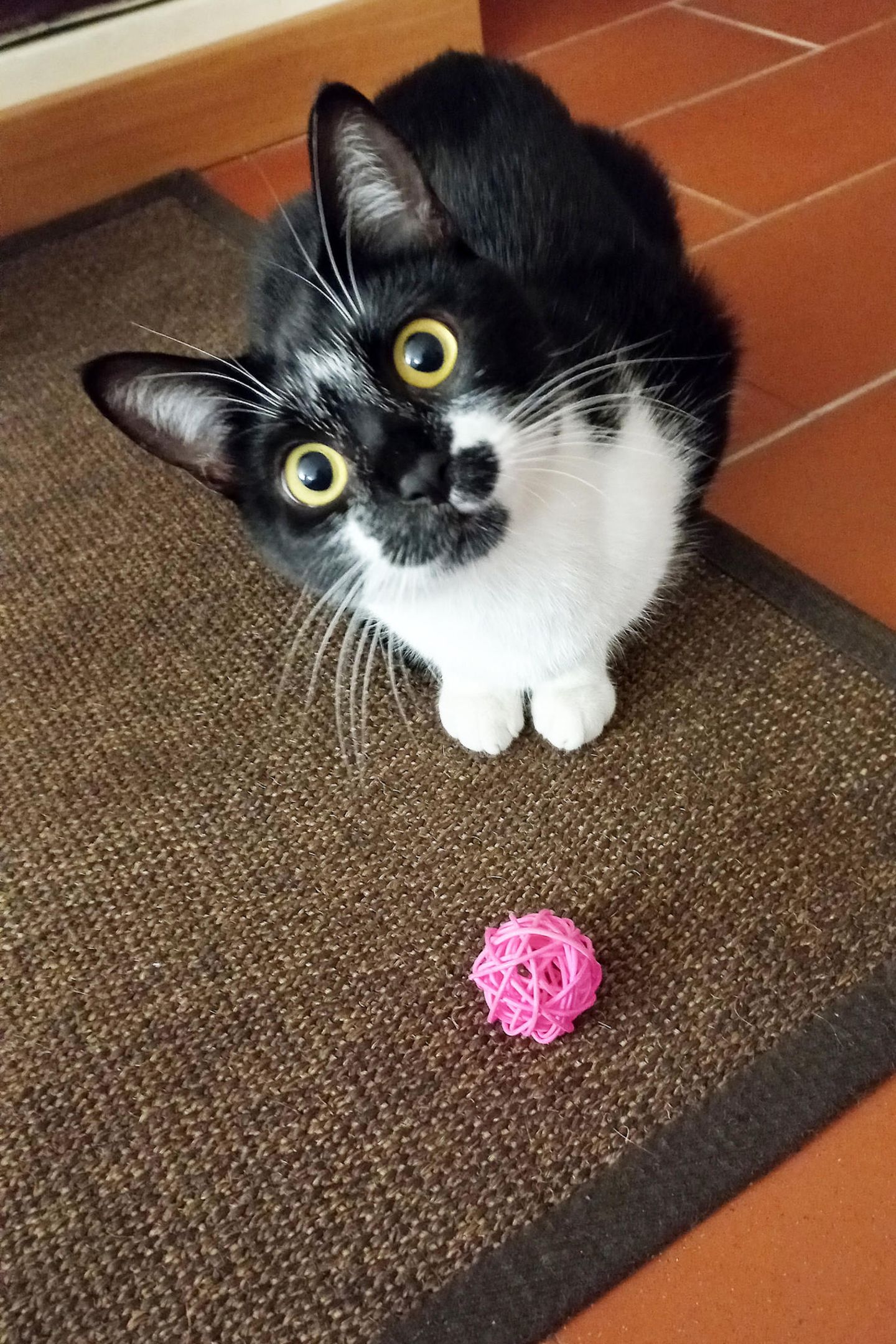 Verhaltensstudie: Das Apportieren bringt man eher mit Hunden in Verbindung. Doch auch Katzen zeigen dieses Verhalten