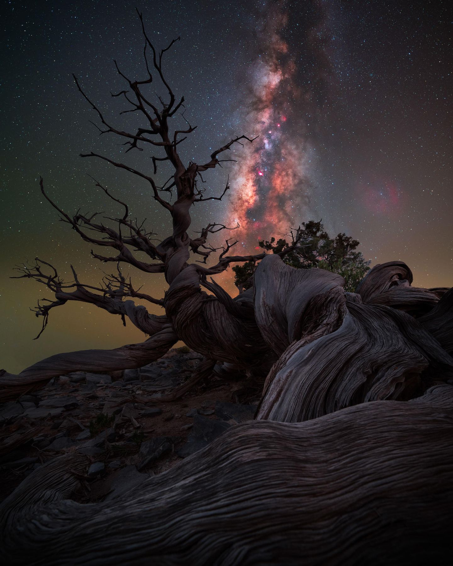 "Mother Juniper" von Benjamin Barakat "Mutter Wacholder" betitelt Benjamin Barakat schlicht seine Fotografie und spielt damit auf das stattliche Alter dieser Pflanze an. Wacholderpflanzen können 800 bis 1000, in Ausnahmefällen sogar bis zu 2000 Jahre alt werden. In interessanten Windungen und Wirrungen drehen sich die uralten Wurzeln dieser Pflanze in Richtung Himmel, darüber leuchtet die Milchstraße.