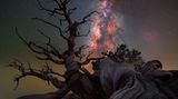 "Mutter Wacholder" betitelt Benjamin Barakat schlicht seine Fotografie und spielt damit auf das stattliche Alter dieser Pflanze an. Wacholderpflanzen können 800 bis 1000, in Ausnahmefällen sogar bis zu 2000 Jahre alt werden. In interessanten Windungen und Wirrungen drehen sich die uralten Wurzeln dieser Pflanze in Richtung Himmel, darüber leuchtet die Milchstraße.