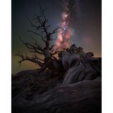 "Mutter Wacholder" betitelt Benjamin Barakat schlicht seine Fotografie und spielt damit auf das stattliche Alter dieser Pflanze an. Wacholderpflanzen können 800 bis 1000, in Ausnahmefällen sogar bis zu 2000 Jahre alt werden. In interessanten Windungen und Wirrungen drehen sich die uralten Wurzeln dieser Pflanze in Richtung Himmel, darüber leuchtet die Milchstraße.