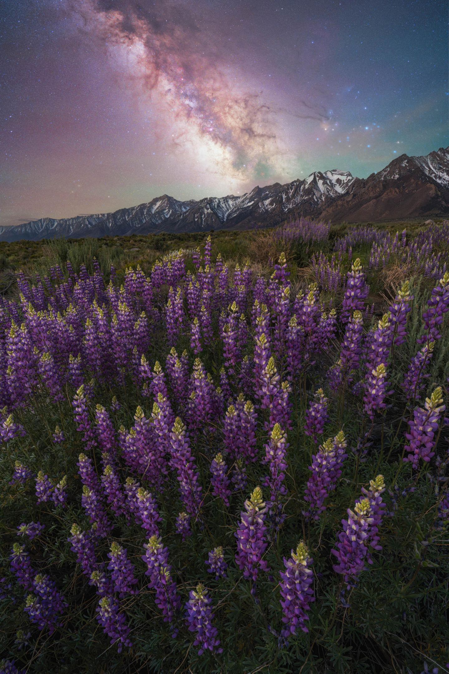 "Lupine Dreams" von Brandt Ryder Im Mai 2023 verbrachte Brandt Ryder einige Tage in der Nähe von Lone Pine, einer Kleinstadt in Kalifornien. An den Ausläufern der Sierra Nevada standen zu dieser Zeit die Lupinen in voller Blüte und so gelang dem amerikanischen Landschaftsfotografen die Aufnahme der Pflanzen bei Nacht – in Gesellschaft der Milchstraße, die sich klar am Nachthimmel abzeichnet. "Jedes Mal, wenn ich mir dieses Bild ansehe, kann ich immer noch den Duft der Blumen riechen", so Ryder.