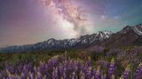 Im Mai 2023 verbrachte Brandt Ryder einige Tage in der Nähe von Lone Pine, einer Kleinstadt in Kalifornien. An den Ausläufern der Sierra Nevada standen zu dieser Zeit die Lupinen in voller Blüte und so gelang dem amerikanischen Landschaftsfotografen die Aufnahme der Pflanzen bei Nacht – in Gesellschaft der Milchstraße, die sich klar am Nachthimmel abzeichnet. "Jedes Mal, wenn ich mir dieses Bild ansehe, kann ich immer noch den Duft der Blumen riechen", so Ryder.