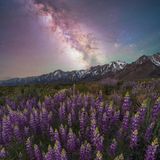 Im Mai 2023 verbrachte Brandt Ryder einige Tage in der Nähe von Lone Pine, einer Kleinstadt in Kalifornien. An den Ausläufern der Sierra Nevada standen zu dieser Zeit die Lupinen in voller Blüte und so gelang dem amerikanischen Landschaftsfotografen die Aufnahme der Pflanzen bei Nacht – in Gesellschaft der Milchstraße, die sich klar am Nachthimmel abzeichnet. "Jedes Mal, wenn ich mir dieses Bild ansehe, kann ich immer noch den Duft der Blumen riechen", so Ryder.