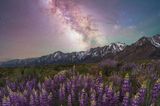 Im Mai 2023 verbrachte Brandt Ryder einige Tage in der Nähe von Lone Pine, einer Kleinstadt in Kalifornien. An den Ausläufern der Sierra Nevada standen zu dieser Zeit die Lupinen in voller Blüte und so gelang dem amerikanischen Landschaftsfotografen die Aufnahme der Pflanzen bei Nacht – in Gesellschaft der Milchstraße, die sich klar am Nachthimmel abzeichnet. "Jedes Mal, wenn ich mir dieses Bild ansehe, kann ich immer noch den Duft der Blumen riechen", so Ryder.