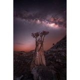 Für Rositsa Dimitrova war der Besuch auf Sokotra, einer Insel im nordwestlichen Indischen Ozean, ein wahr gewordener Traum. Schon seit einigen Jahren stand die Reise ganz oben auf der Bucket List der Reisebloggerin und Fotografin. Der Nachthimmel über Sokotras zählt zu den dunkelsten der Welt – beste Bedingungen für Astrofotografen. Vor der Kulisse der beeindruckenden Flaschenbäume funkelt die Milchstraße und lässt die gesamte Szenerie wie auf einem anderen Planeten anmuten.