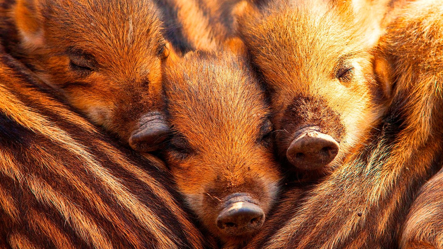 Wildschwein-Weibchen schlafen im Sommer deutlich weniger – neben hohen Temperaturen und längeren Tagen hat auch der Nachwuchs Einfluss darauf