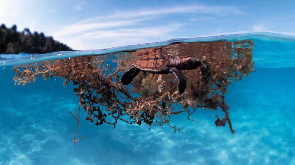 Im Wasser treibende Braunalgen bieten jungen Meeresschildkröten Schutz. Doch am Strand kniehoch angespült, versperren sie frisch geschlüpften Babys den Weg ins Meer