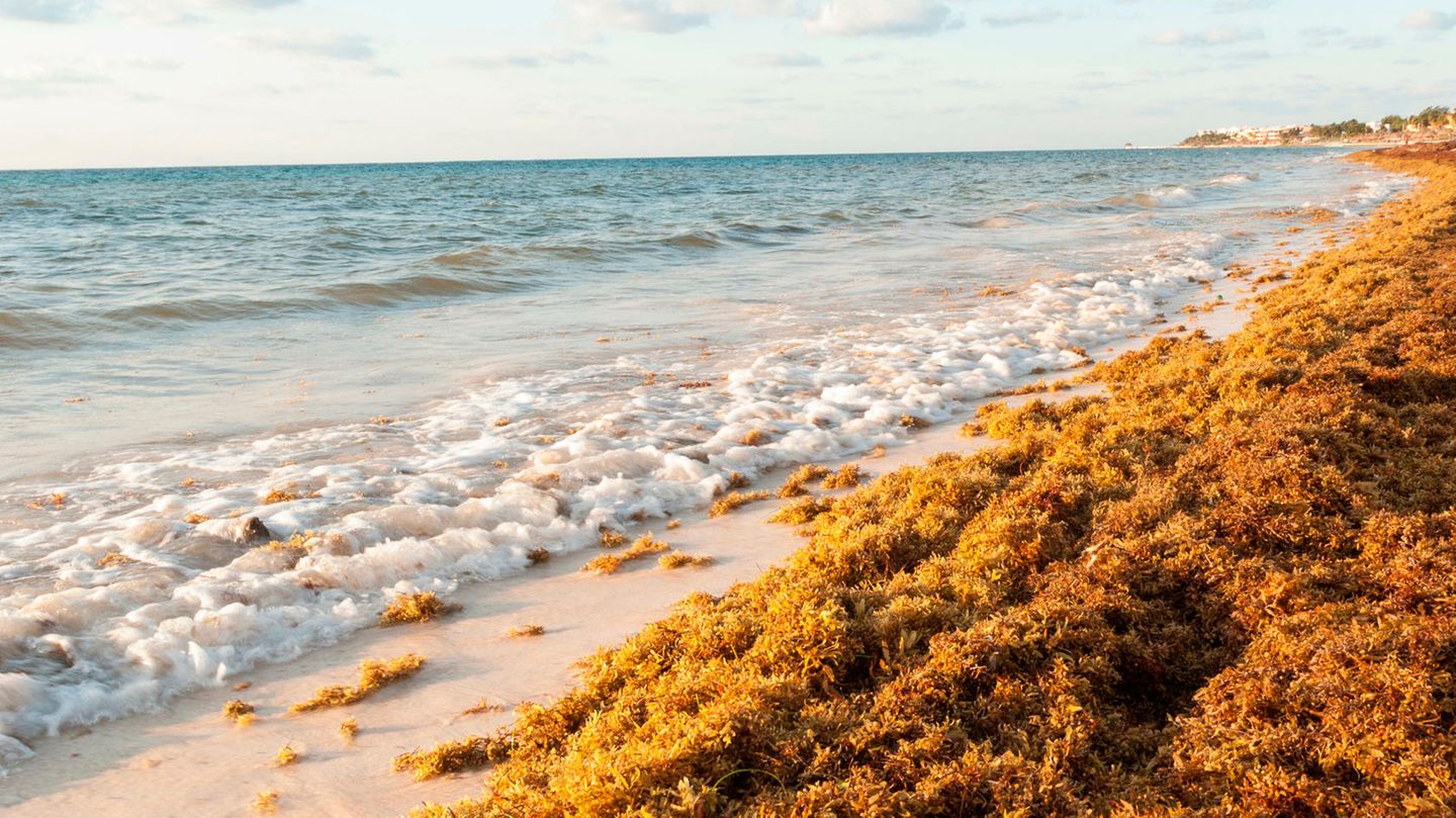 Braunalgen bedecken einen Strand in der Nähe von Cancún, Mexiko