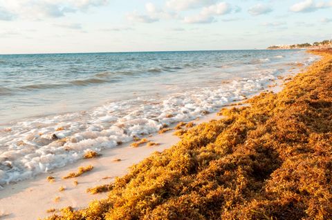 Braunalgen bedecken einen Strand in der Nähe von Cancún, Mexiko
