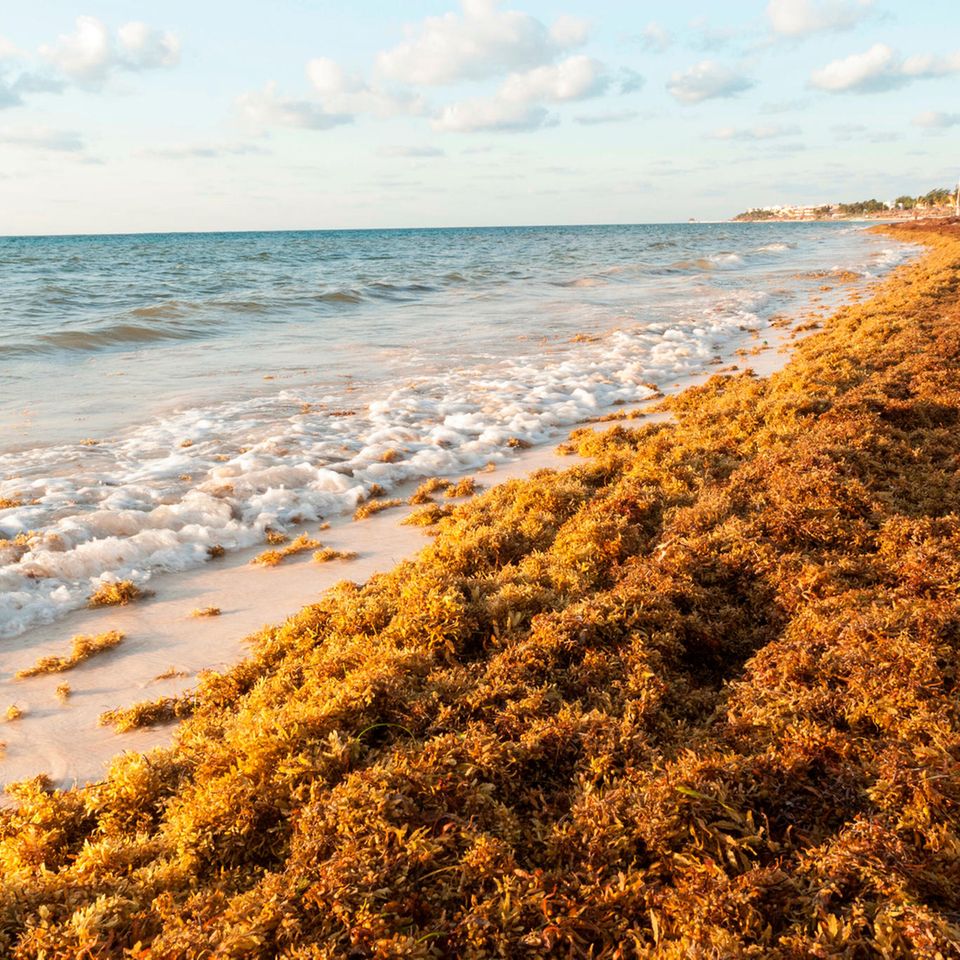 Braunalgen bedecken einen Strand in der Nähe von Cancún, Mexiko