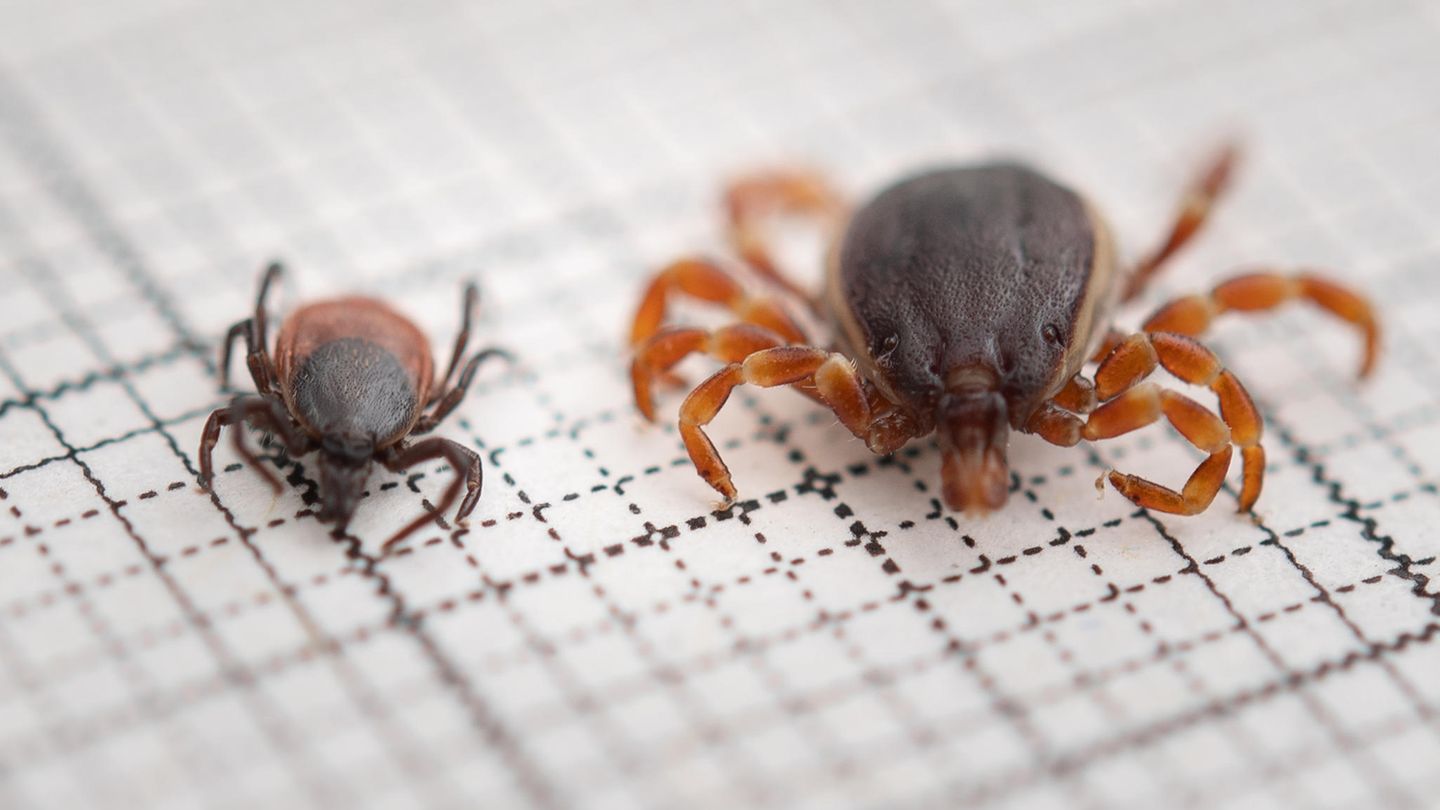 Eine Zecke der Art Hyalomma rufipes (r.) liegt neben einer Zecke der Art Gemeiner Holzbock (Ixodes ricinus) auf einem Millimeterpapier