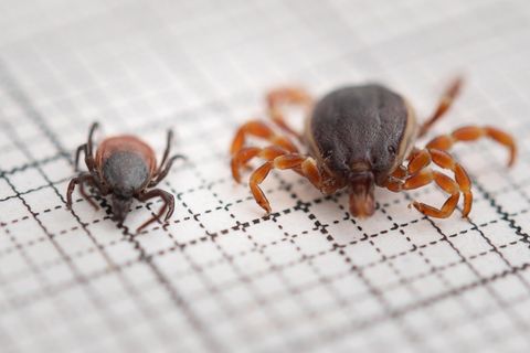 Eine Zecke der Art Hyalomma rufipes (r.) liegt neben einer Zecke der Art Gemeiner Holzbock (Ixodes ricinus) auf einem Millimeterpapier